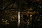 Sprazzi di luce e colore nel bosco