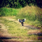 La ballerina La ballerina