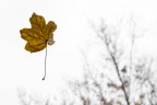 Chiedetemi di Novembre