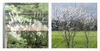 e verr anche la primavera