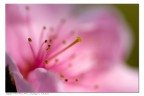 Fiore di pesco