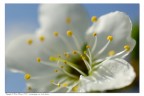 Fiore di prugno