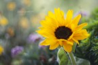 il girasole