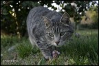 in caccia