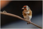 Cardellino