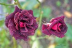 Le rose del mio giardino
