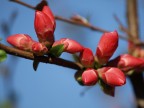 Boccioli di primavera