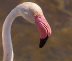 Fenicottero rosa