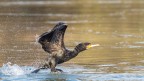 Cormorano