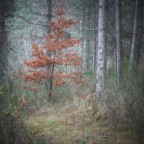 Little oak