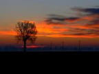 albero al risveglio