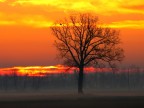 albero infuocato