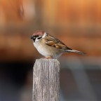 Passera mattugia