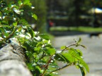 Nikon Coolpix 8400

Commenti e critiche super accettate!