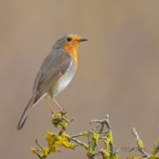 Pettirosso_-Erithacus-rubecula_DSC5110 Pettirosso_-Erithacus-rubecula_DSC5110