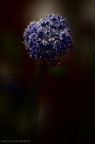 Non faccio foto di fiori