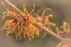 Hamamelis intermedia &quot;Jelena&quot;