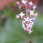 Fiorellini