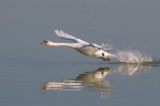 Il decollo del Cigno
