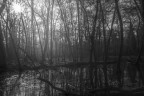 Swamp of sadness