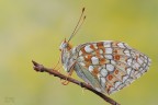 Argynnis niobe Argynnis niobe