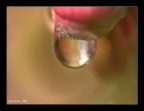 The Drop