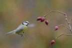 Cinciarella-in-volo_DSC6038