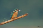 Martin_DSC1832