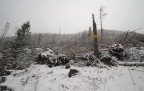 Tempesta Vaia un anno dopo