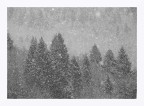 Nevica sull'abetaia
