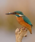 Giovane femmina di Martin pescatore