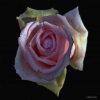 Rosa 5