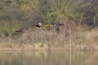 Falco di palude con penna primaria rotta