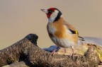 Cardellino