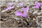 Bulbucodium vernum - Colchico di Spagna