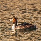 Vestito nuziale Vestito nuziale