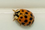 Harmonia axyridis (sembra una coccinella comune ma non lo )