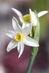 bianco seta_1
