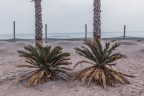 Tropicana