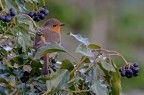 Robin nel verde Robin nel verde