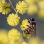 Macro Bee