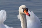 Cigno reale