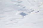 L'abete solitario
