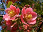 macro