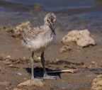 Pullo di Avocetta
