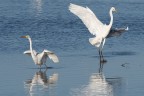 Immagine colta nelle saline di Comacchio