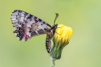 Zerynthia caucasica