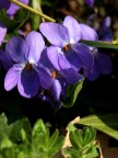 Viole!