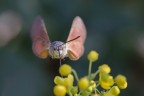 Prime macro 2020 - scattata nel mio giardino, RESTANDO A CASA