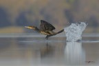 La bomba_DSC0127
